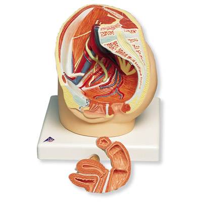 2部分女性骨盆模型