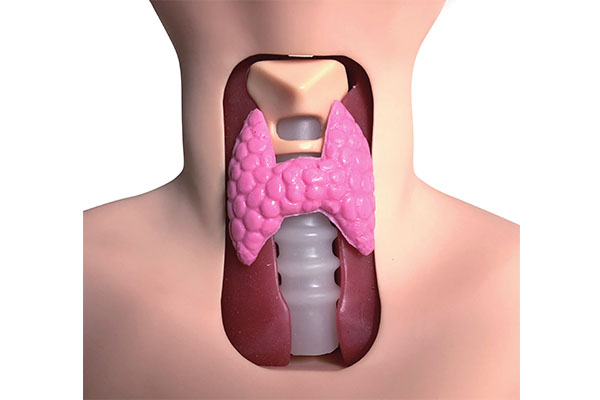 甲状腺检查模型